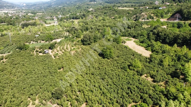 PRATİK&GAYRİMENKUL'DEN SATILIK YATIRIMLIK VERİMLİ FINDIK BAHÇESİ