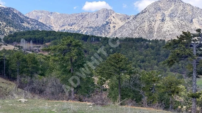 MARAŞ EMLAKTAN TEKİR DE SATILIK 6390 M2 ARAZİ