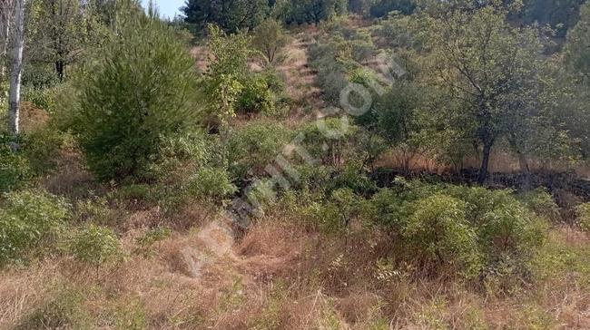 MARAŞ EMLAKTAN DEMREK TE TEK TAPU TARLA