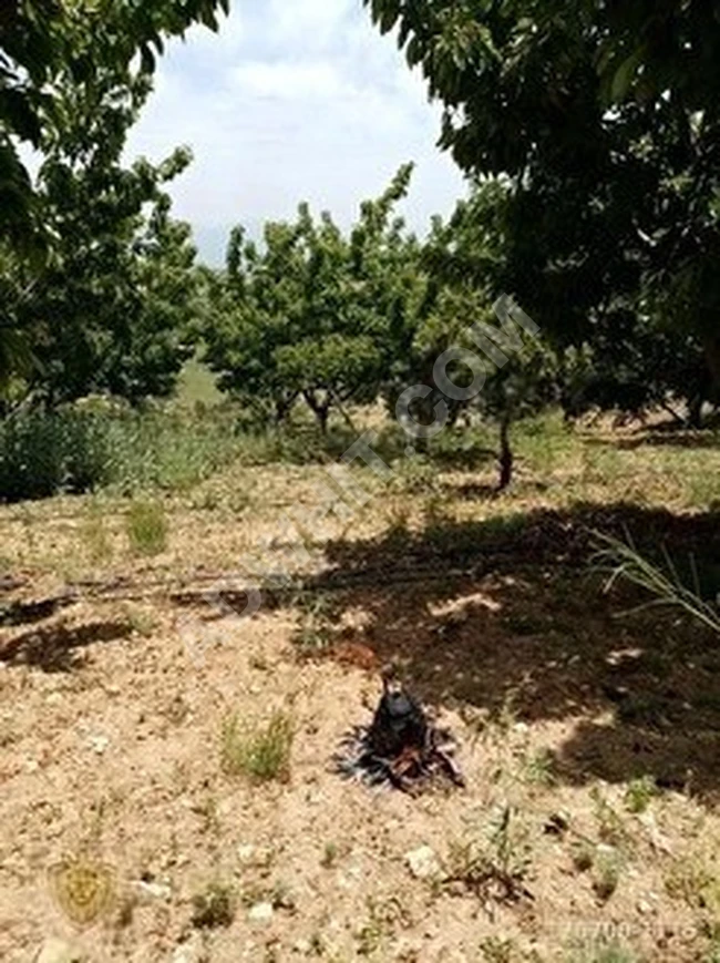 MUT ÖZLÜ KÖYÜNDE 19.200 M2 SATILIK MEYVE BAHÇESİ EMLAKÇIDAN SATILIK ARAÇ TAKASI OLUR