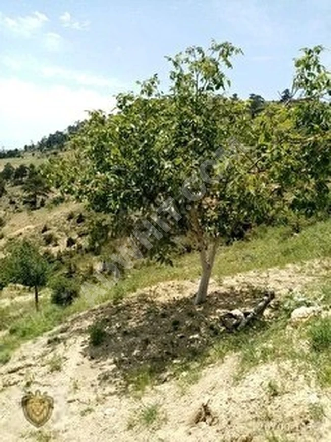 MUT ÖZLÜ KÖYÜNDE 19.200 M2 SATILIK MEYVE BAHÇESİ EMLAKÇIDAN SATILIK ARAÇ TAKASI OLUR