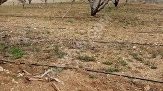 MUT ÖZLÜ KÖYÜNDE 19.200 M2 SATILIK MEYVE BAHÇESİ EMLAKÇIDAN SATILIK ARAÇ TAKASI OLUR