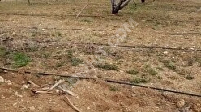 MUT ÖZLÜ KÖYÜNDE 19.200 M2 SATILIK MEYVE BAHÇESİ EMLAKÇIDAN SATILIK ARAÇ TAKASI OLUR