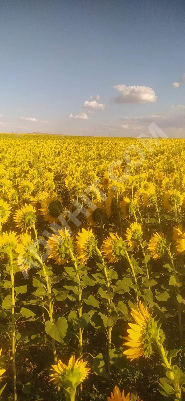 ارض زراعية فرصة نادرة لإنشاء مزرعة خيول/ حيوانات/ أشجار أو حبوب