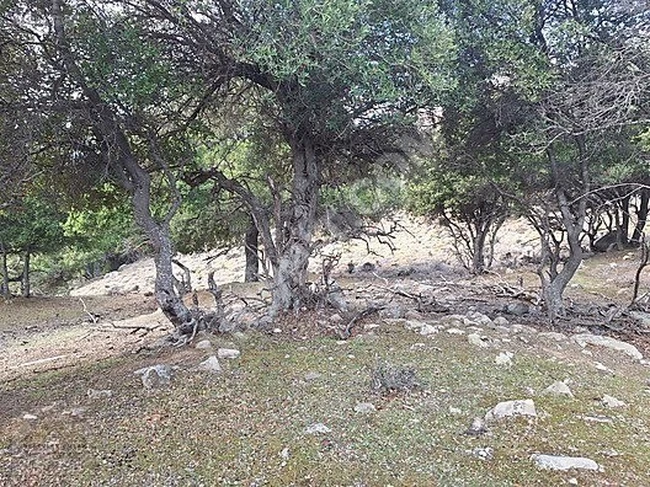 GÖKÇEADA ACİL YATIRIMLIK 6 DÖNÜM ARAZİ GELECEĞİNİZE YATIRIM!!!