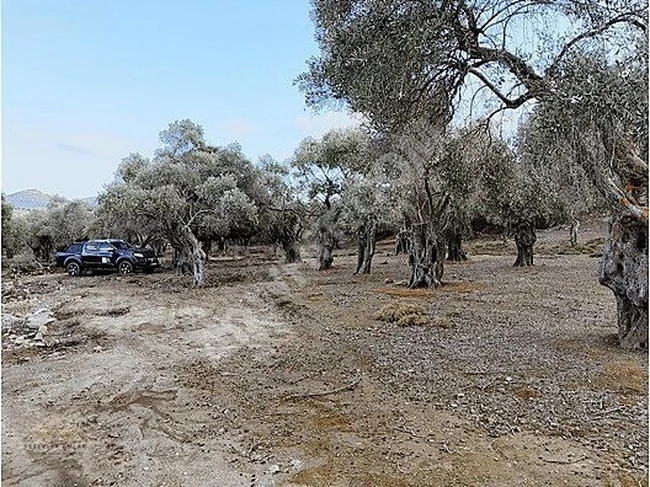 40 AĞAÇLI VERİMLİ KAÇIRILMAYACAK ZEYTİNLİK !!