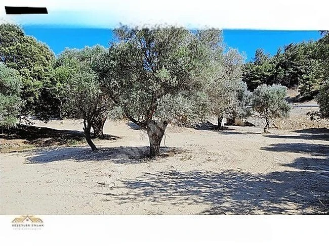 ACİL 10 GÜNLÜĞÜNE ASFALTA CEPHE KULLANIMA HAZIR ZEYTİNLİK!!