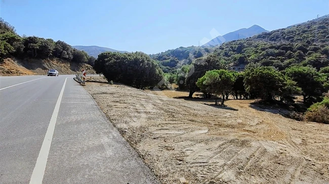 ACİL 10 GÜNLÜĞÜNE ASFALTA CEPHE KULLANIMA HAZIR ZEYTİNLİK!!