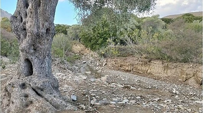 40 AĞAÇLI VERİMLİ KAÇIRILMAYACAK ZEYTİNLİK !!