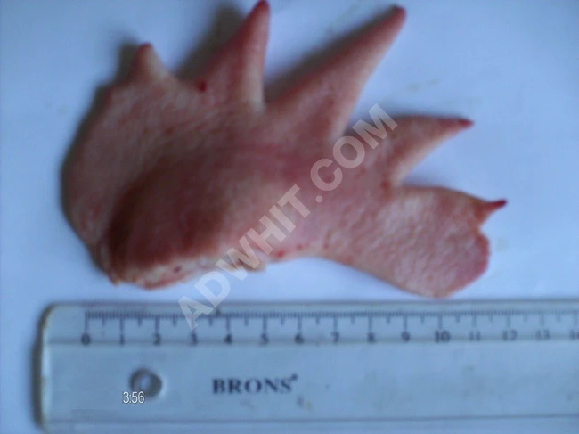 Türkiye'den horoz ibiği satışı