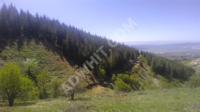 MARAŞ EMLAKTAN GAFARLI DA SATILIK TEK TAPU 1843 METRE KARE BAĞ