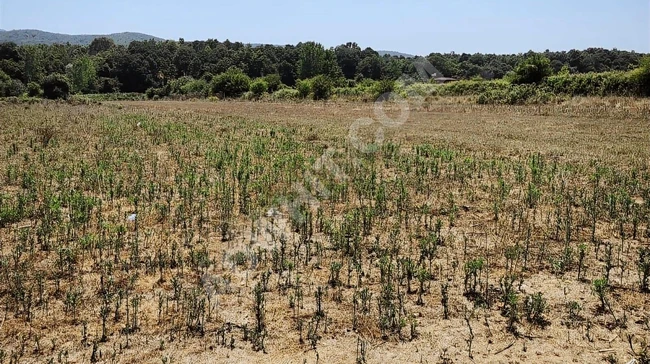 ATAK GAYRİMENKUL'DEN ÇATALCA KARAMANDERE'DE YATIRIMLIK TARLA !!!