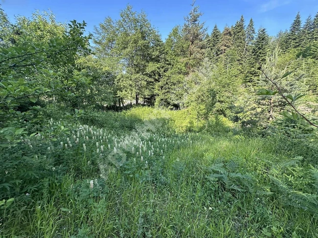 KASTAMONU İNEBOLU ÇİÇEKYAZI'DA KÖY İÇİNDE 620 M2 UYGUN ARSA