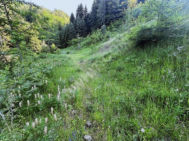 KASTAMONU İNEBOLU ÇİÇEKYAZI'DA KÖY İÇİNDE 620 M2 UYGUN ARSA