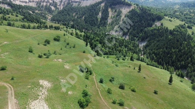 ARTVİN ARDANUÇ BULANIK LORİ YAYLASINDA SATILIK UYGUN ARSALAR