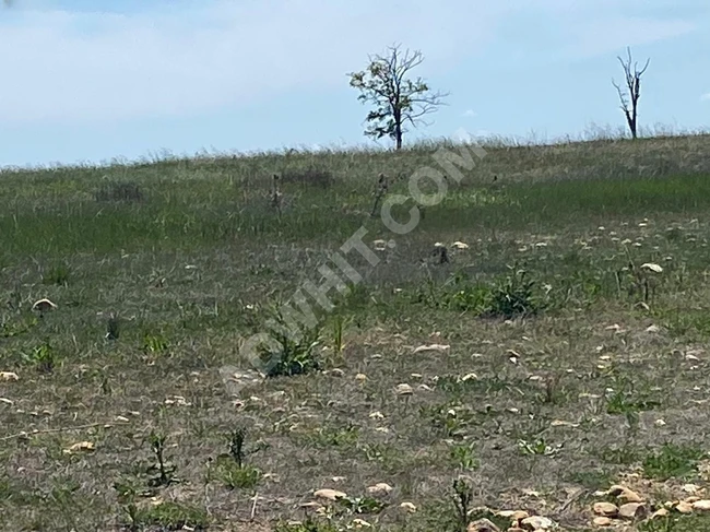 Satlık Tarla Pınarhisar tozaklı'da 4.766.m2