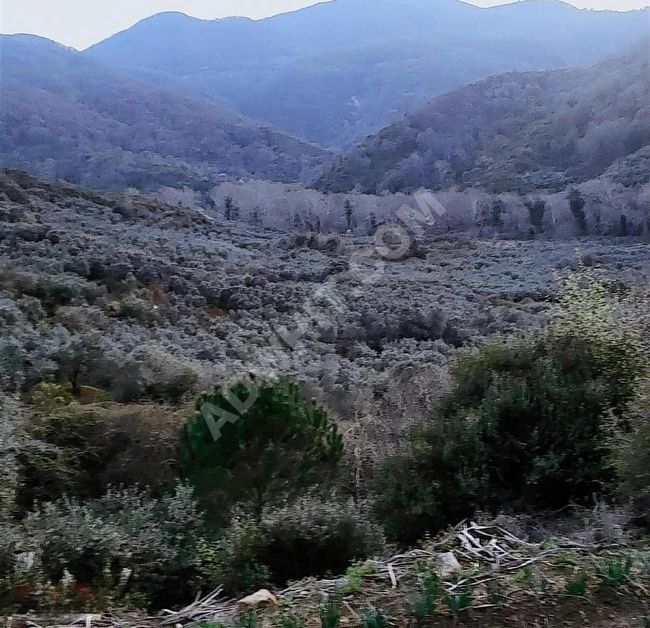 acil acil acil deniz manzaralı takasa 120 zeytin ağacı 3.900 m2