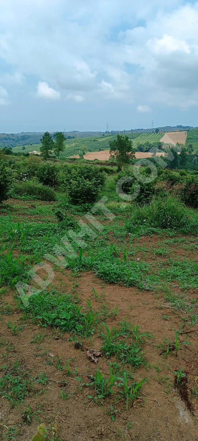 sahibinden Satılık Çok Amaçlı KULLANILABILECEK Fındık Bahçesi 