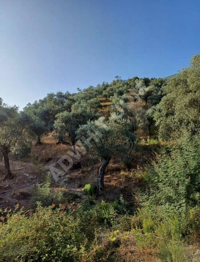 BALIKESİR HAVRAN KALABAK KÖYÜNDE SATILIK ZEYTİNLİK 4910 M²