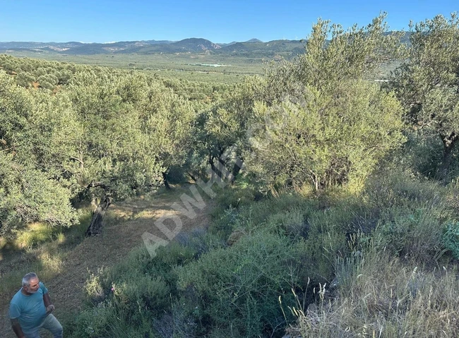 BALIKESİR HAVRANDA SATILIK ZEYTİNLİK