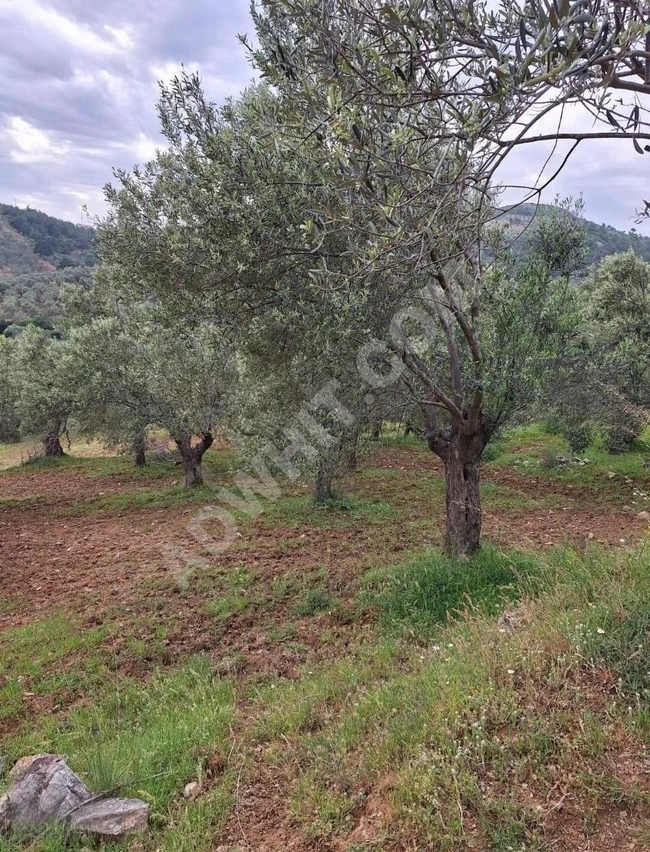 BALIKESİR HAVRAN KALABAK KÖYÜNDE SATILIK ZEYTİNLİK 4910 M²