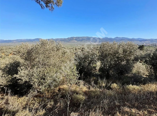 BALIKESİR HAVRANDA SATILIK ZEYTİNLİK