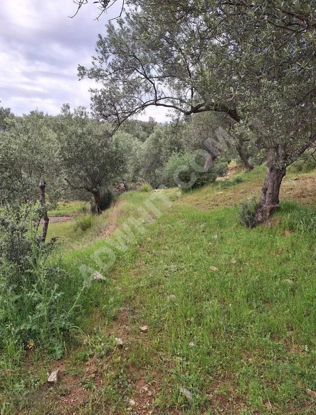 BALIKESİR HAVRAN KALABAK KÖYÜNDE SATILIK ZEYTİNLİK 4910 M²
