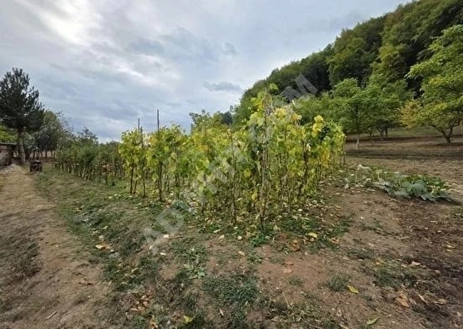 SATILIK MÜSTAKİL BAHÇELİ EV - 6 DÖNÜM ARSA İÇİNDE