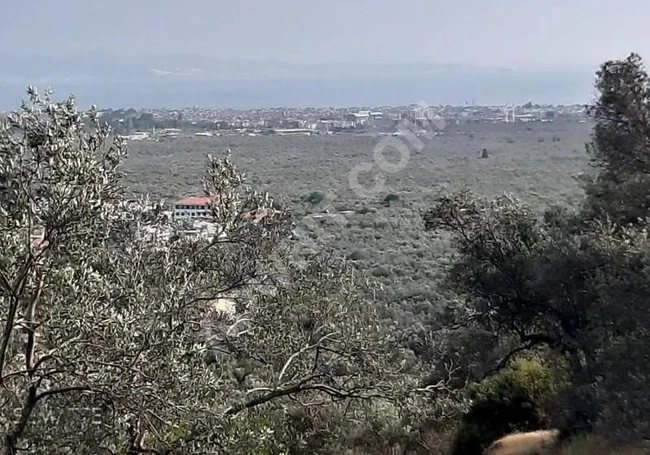Sea View Land for Sale in Edremit Zeytinli Village 2095 m²