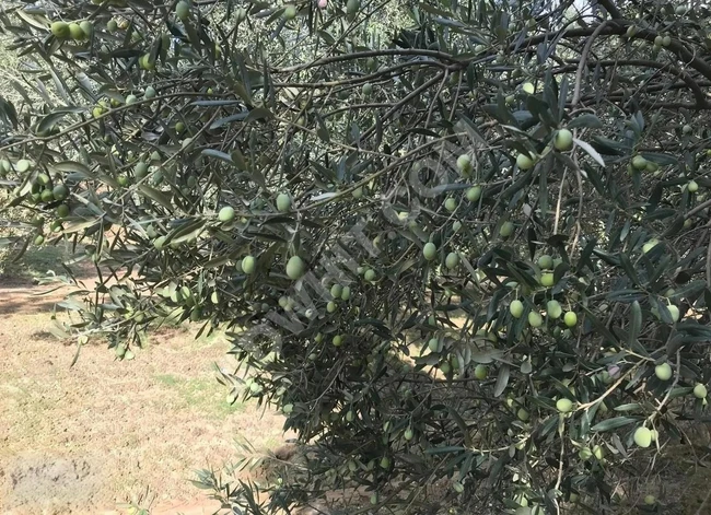 Olive grove for sale in Havran, Balıkesir
