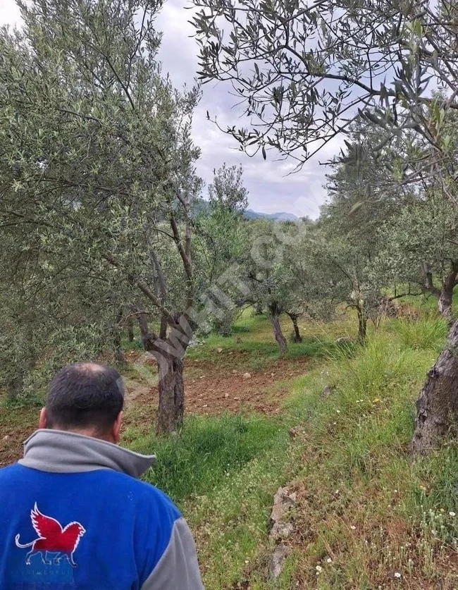 Land for Sale in Havran Kalabak Village, 4910 m²