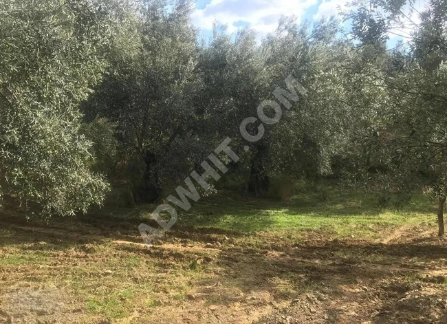 Olive grove for sale in Havran, Balıkesir