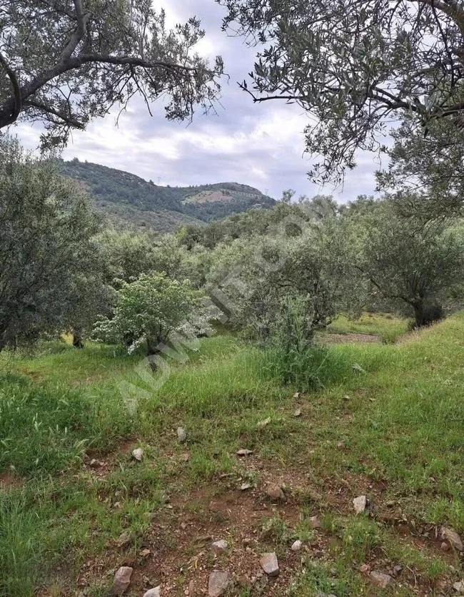 Land for Sale in Havran Kalabak Village, 4910 m²