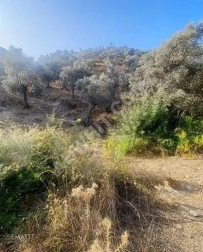 أرض زراعية للبيع في Milas. Muğla بمساحة 13.187 متر مربع