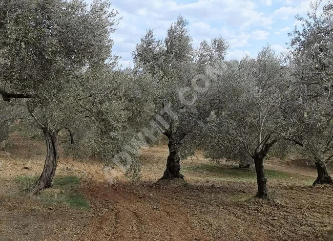 Olive grove for sale in Havran, Balıkesir