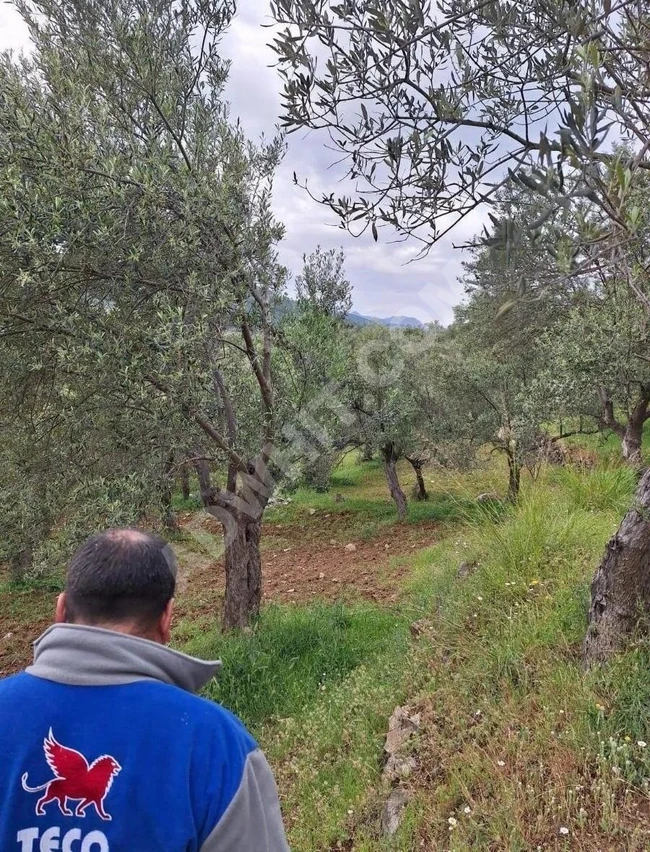 Olive Grove for Sale in Balıkesir Havran Kalabak Village, 4910 m²
