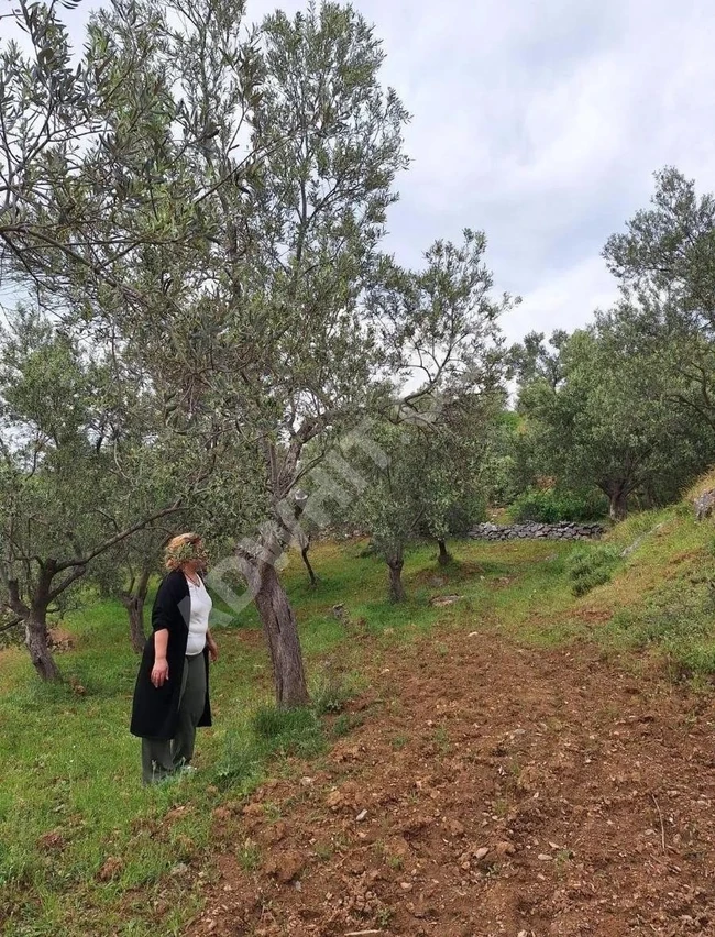Olive Grove for Sale in Balıkesir Havran Kalabak Village, 4910 m²
