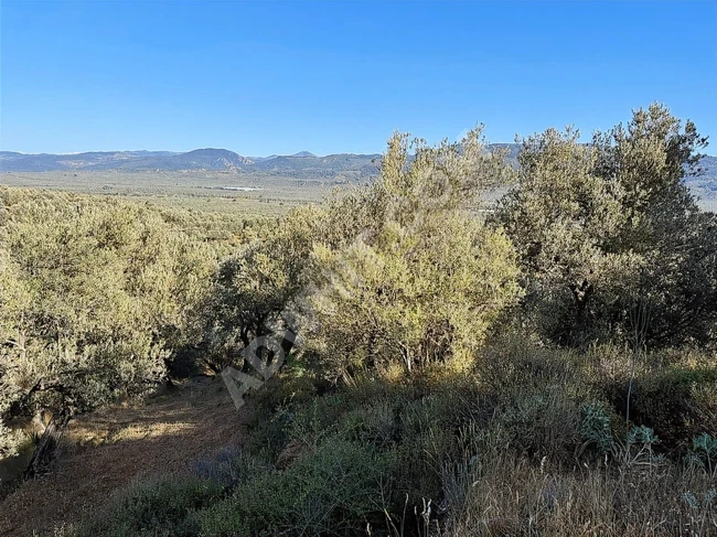 Balıkesir Havranda Satılık Zeytinlik