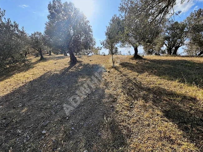 Balıkesir Havranda Satılık Zeytinlik