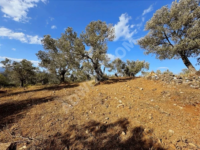 Balıkesir Havranda Satılık Zeytinlik
