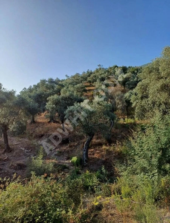 Olive Grove for Sale in Balıkesir Havran Kalabak Village, 4910 m²