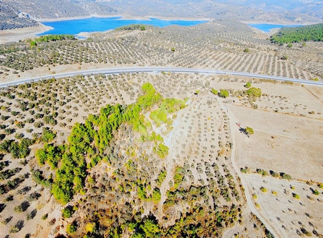 ⫸AKÇAY BEST EMLAK⫷ KÖYLÜCE 'DE YATIRIMLIK 11.535 M2 ZEYTİNLİK