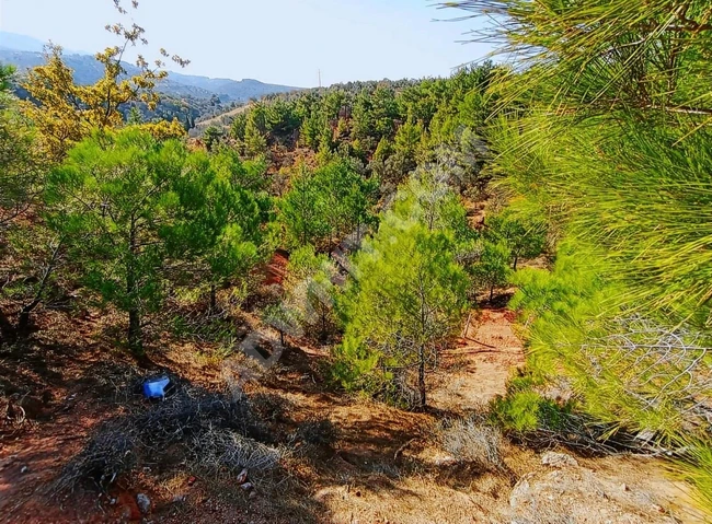 ⫸AKÇAY BEST EMLAK⫷ KÖYLÜCE 'DE YATIRIMLIK 11.535 M2 ZEYTİNLİK