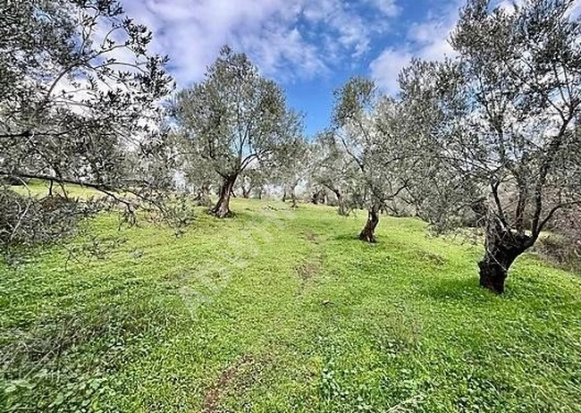 ⫸BEST EMLAKTAN⫷KÖYÜN DİBİNDE 1500m2 ASFALTA 1 PARSEL ZEYTİNLİK