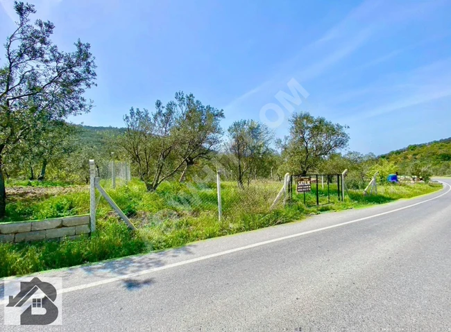 ⫸BEST EMLAK'TAN⫷ HAVRAN'DA YOLA SIFIR ETRAFI ÇEVRİLİ ZEYTİNLİK