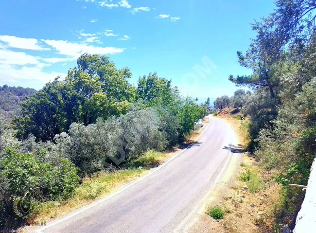⫸BEST EMLAKTAN⫷ PINARBAŞINDA 1 DÖNÜM ASFALT YOLA CEPHE ZEYTİNLİK
