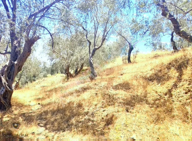 ⫸BEST EMLAKTAN⫷ PINARBAŞINDA 1 DÖNÜM ASFALT YOLA CEPHE ZEYTİNLİK