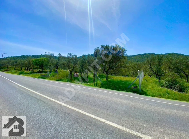 ⫸BEST EMLAK'TAN⫷ HAVRAN'DA YOLA SIFIR ETRAFI ÇEVRİLİ ZEYTİNLİK