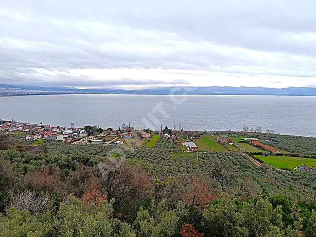 BURSA ORHANGAZİ 1.733 M² YATIRIMA UYGUN SATILIK ZEYTİNLİK